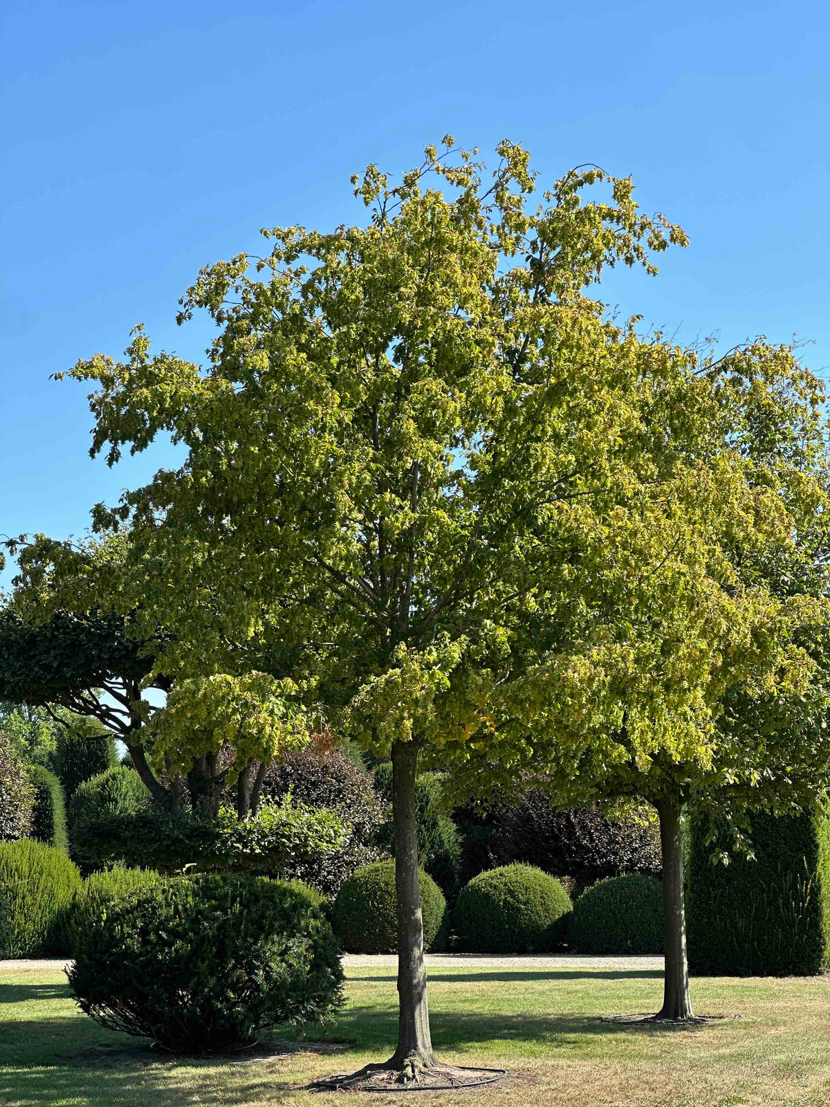 CB TREE #022