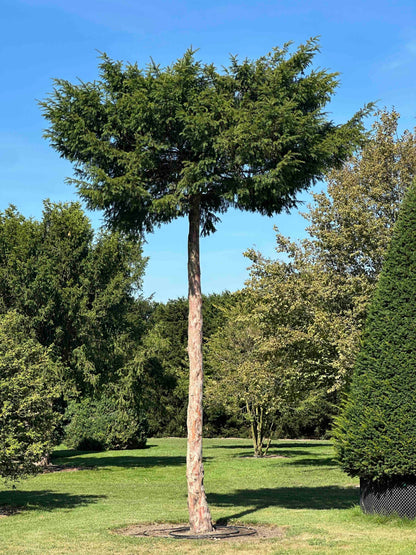 TB TREE #097