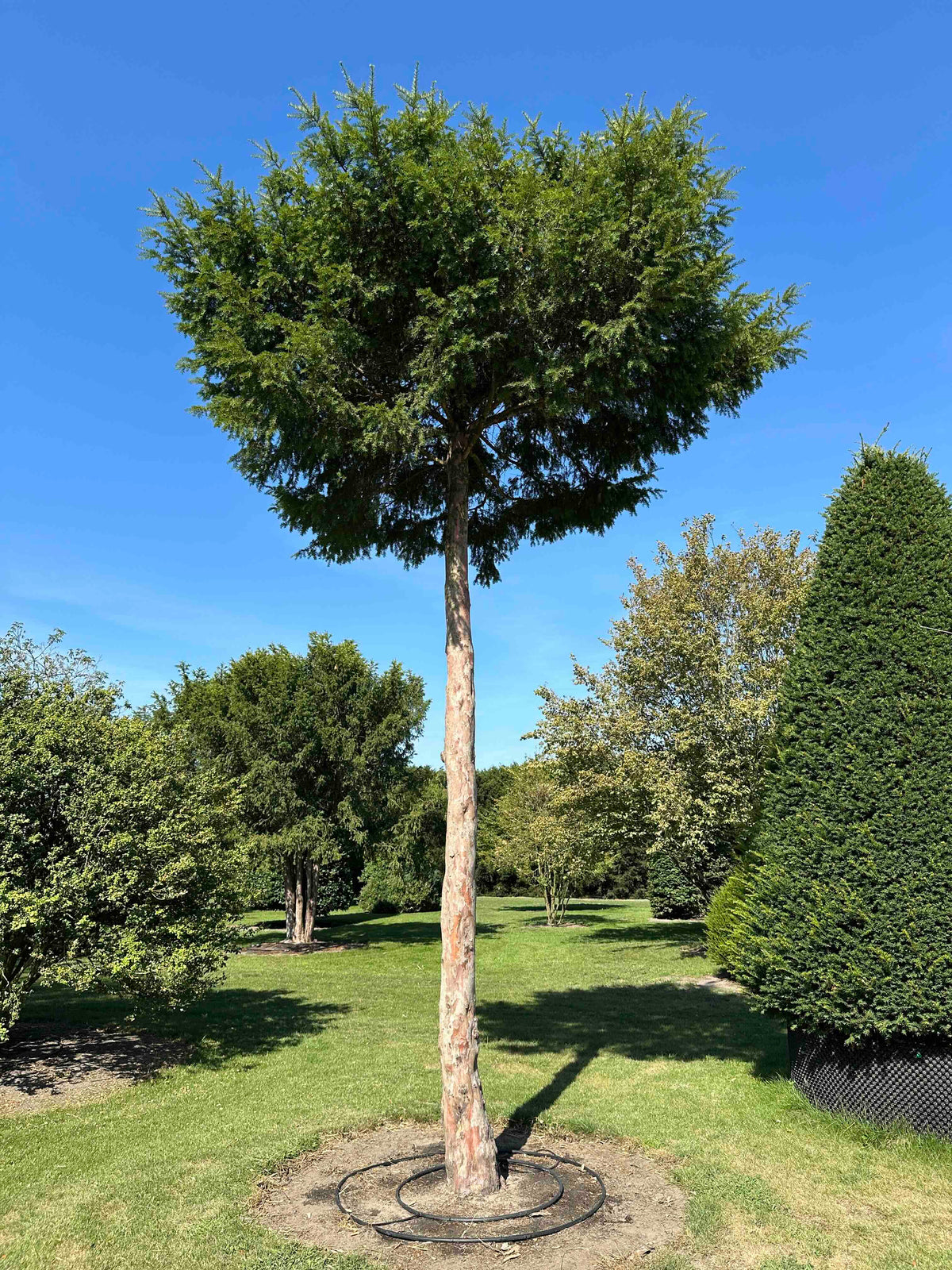 TB TREE #097