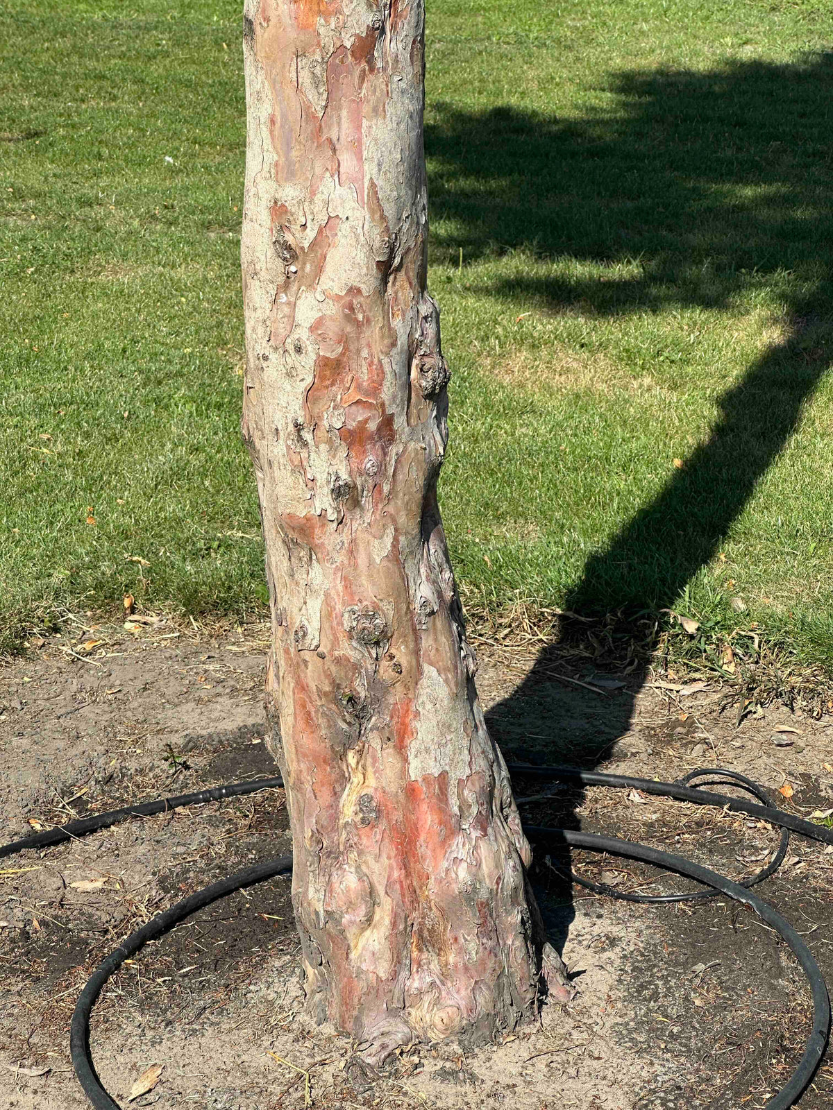 TB TREE #097