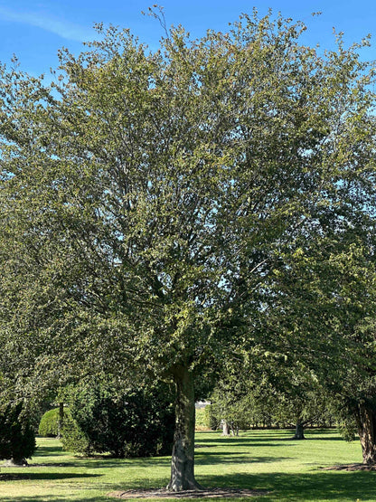 FS TREE #002