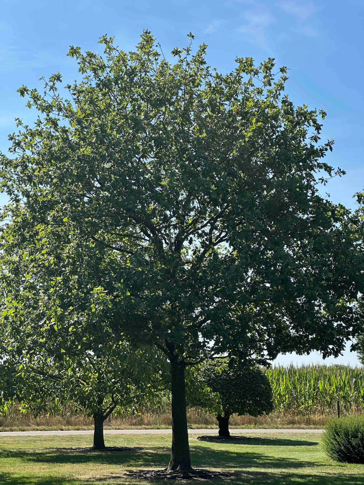 QR TREE #001