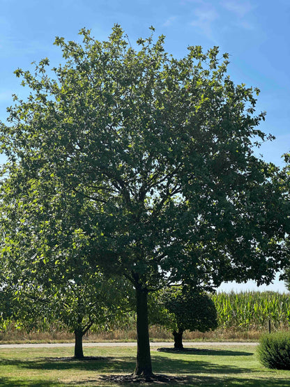 QR TREE #001