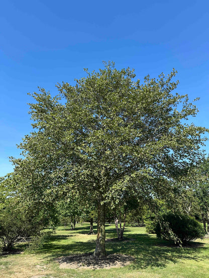 FS TREE #001