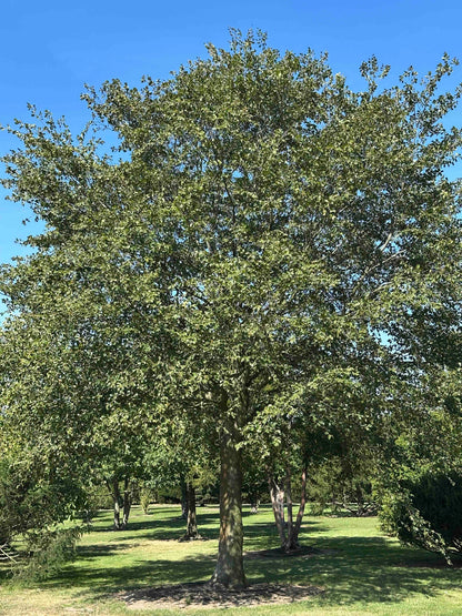 FS TREE #001