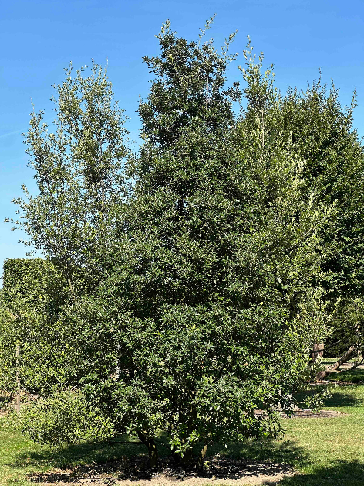 QI SHRUB #004