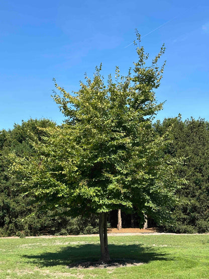 CB TREE #016