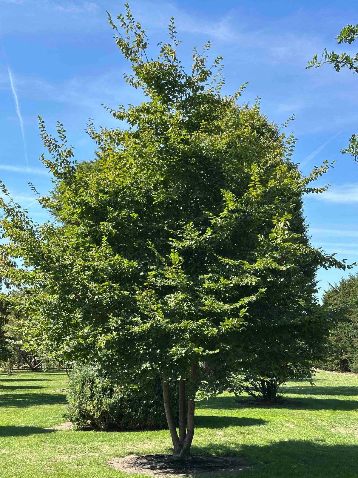 CB TREE #016