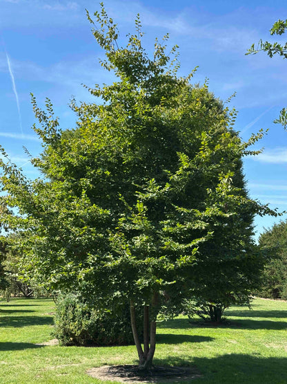 CB TREE #016