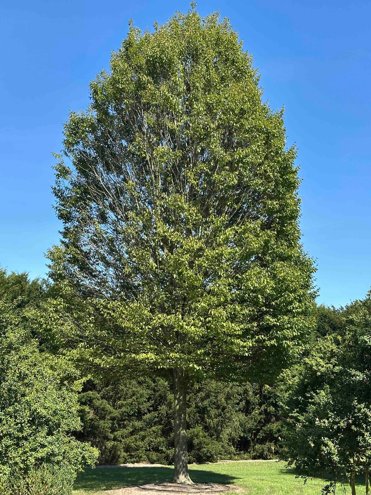 CBF TREE #001