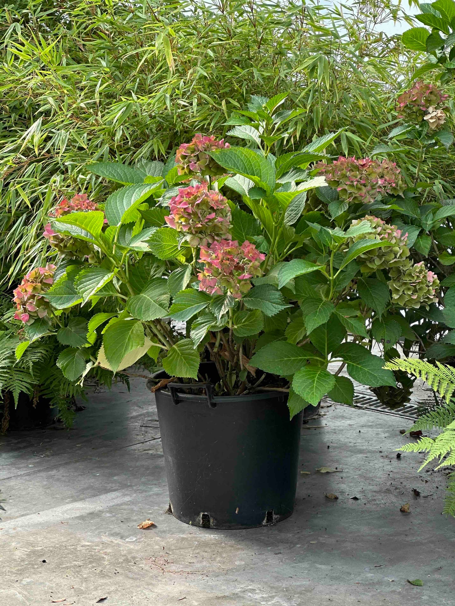 Hydrangea macrophylla