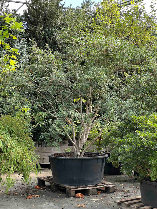 Osmanthus burkwoodii