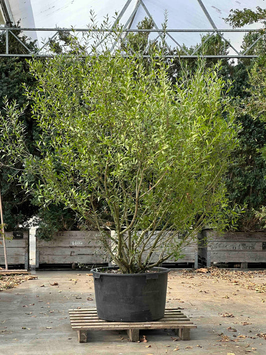 Phillyrea angustifolia