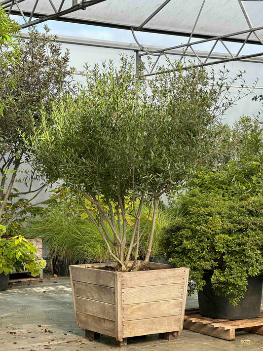 Phillyrea angustifolia