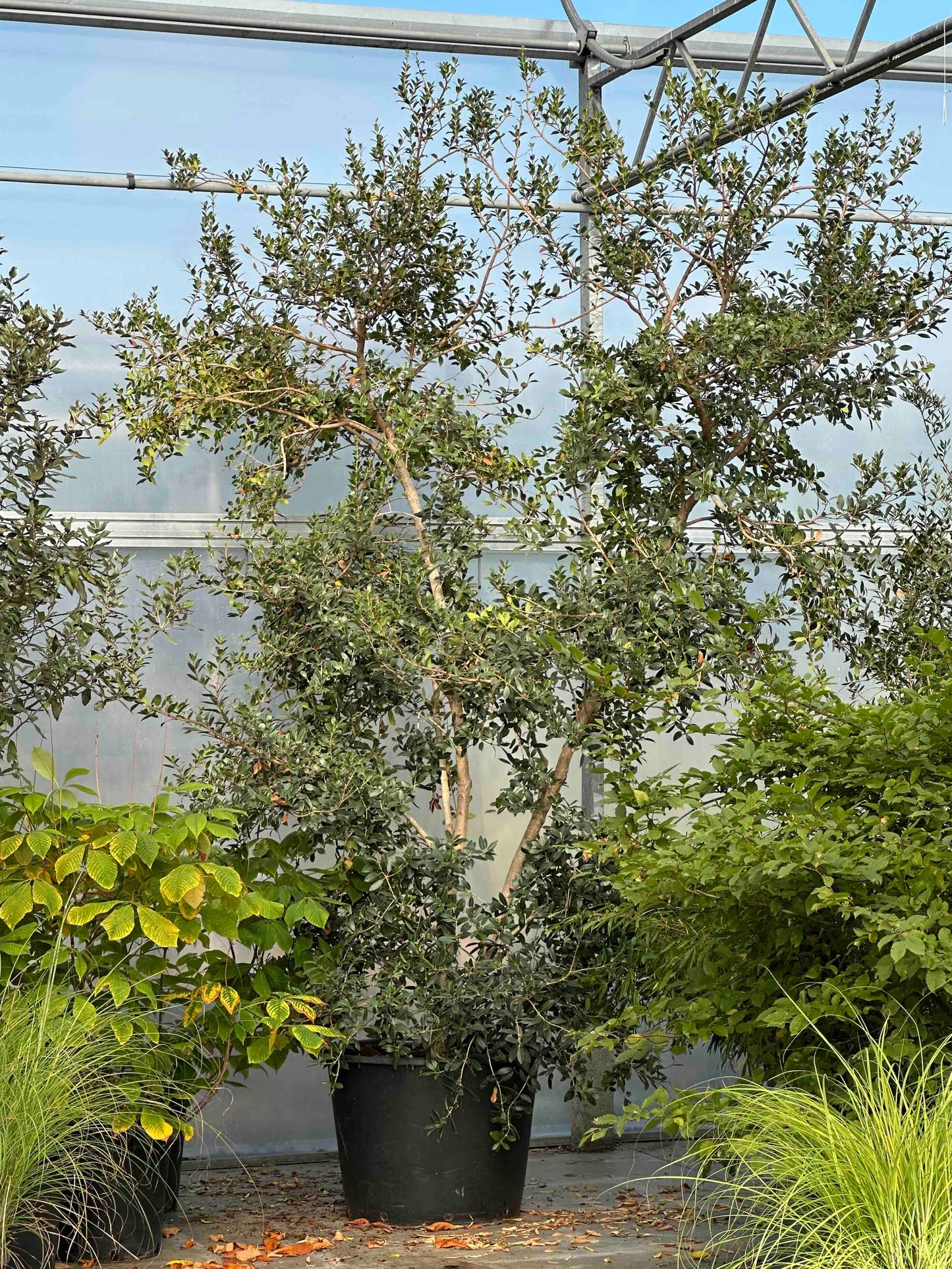 Osmanthus heterophyllus