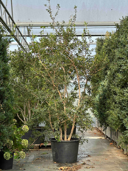 Osmanthus heterophyllus