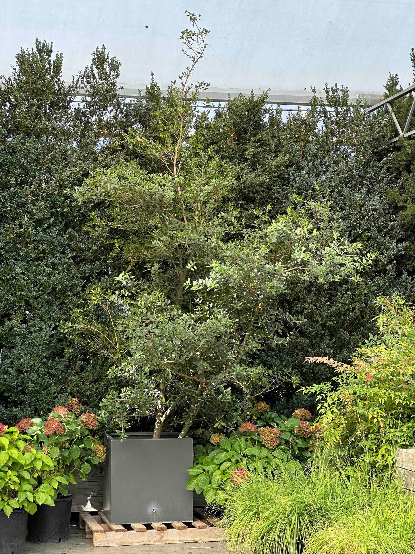 Osmanthus heterophyllus