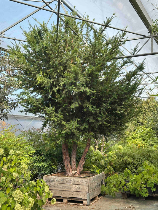 Taxus baccata