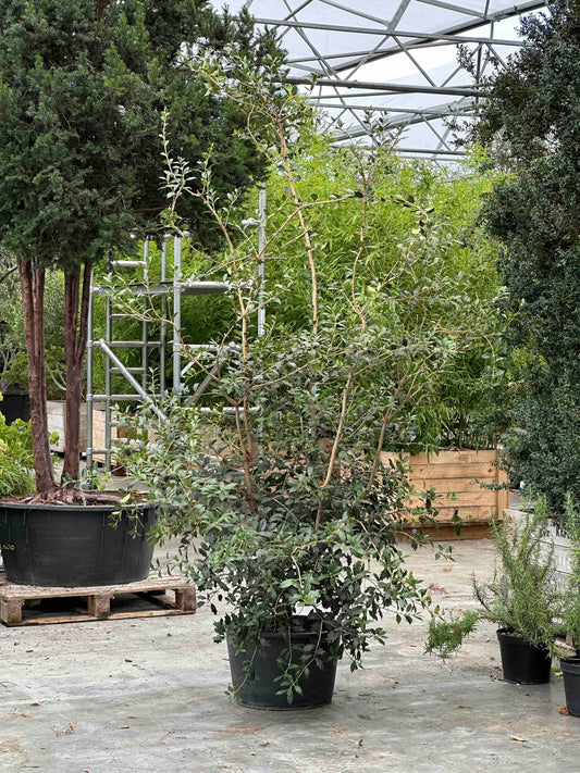 Osmanthus heterophyllus