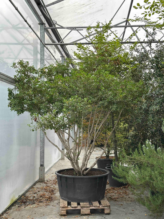 Osmanthus burkwoodii