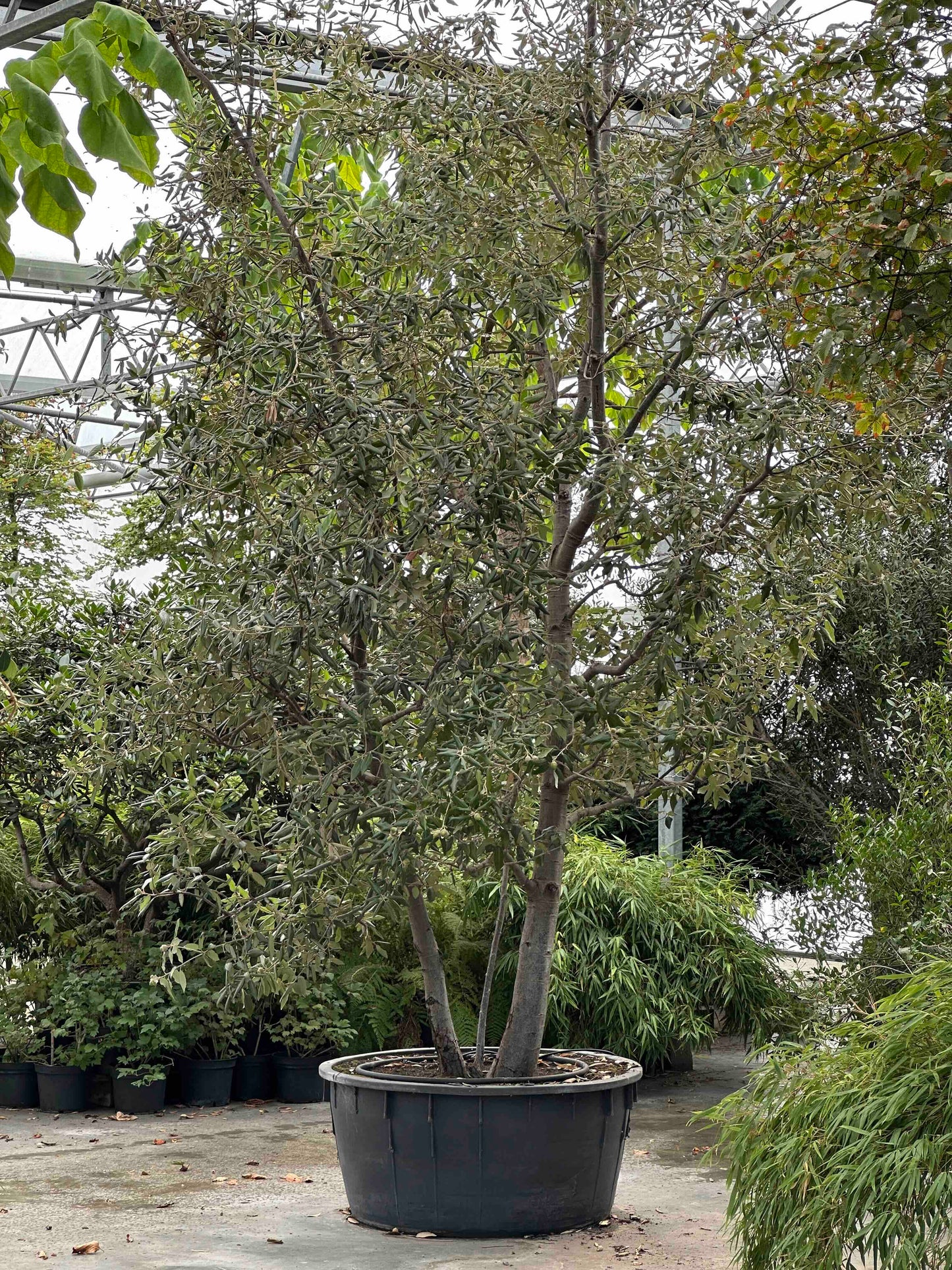 Quercus ilex