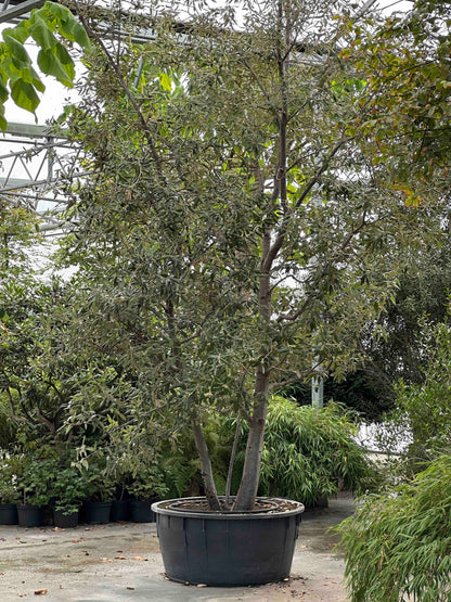 Quercus ilex