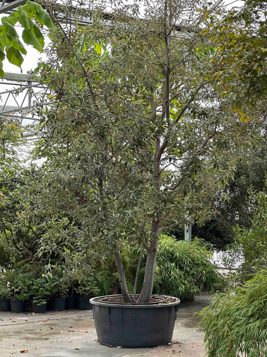 Quercus ilex