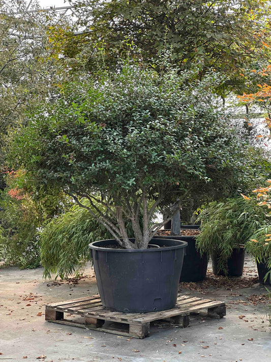 Osmanthus burkwoodii