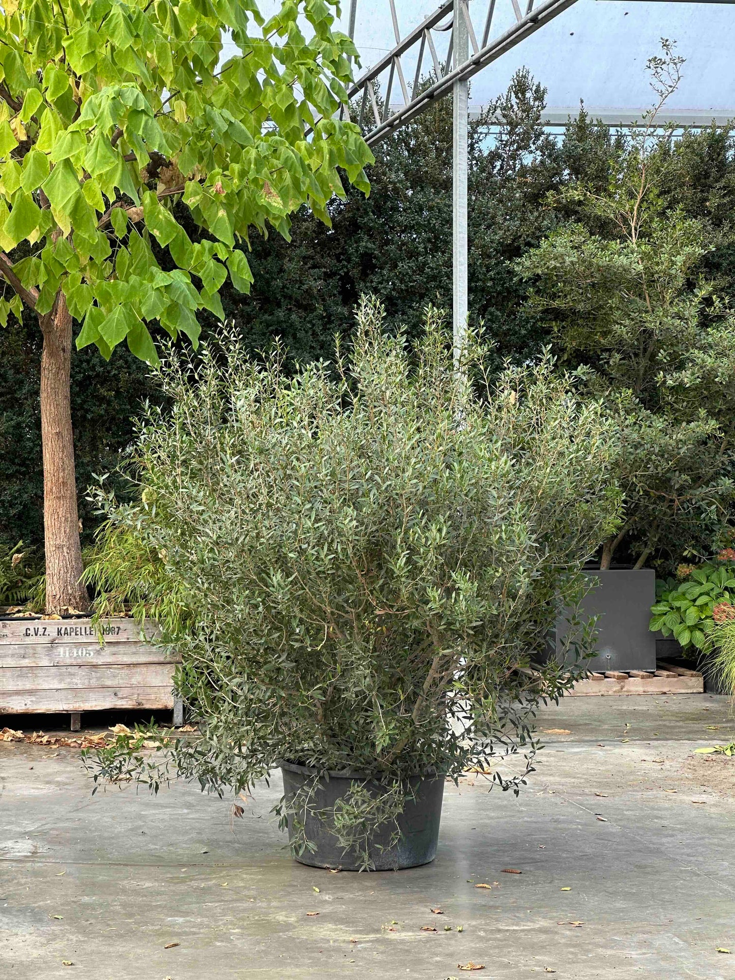 Phillyrea angustifolia