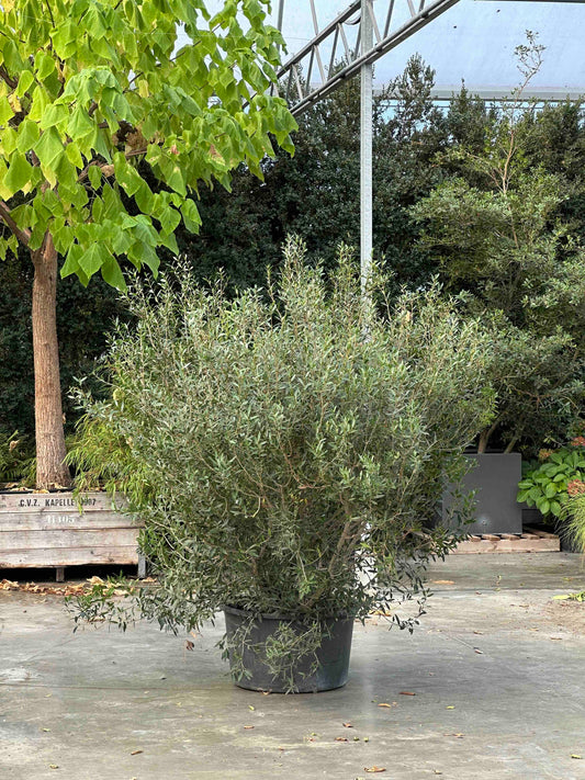 Phillyrea angustifolia