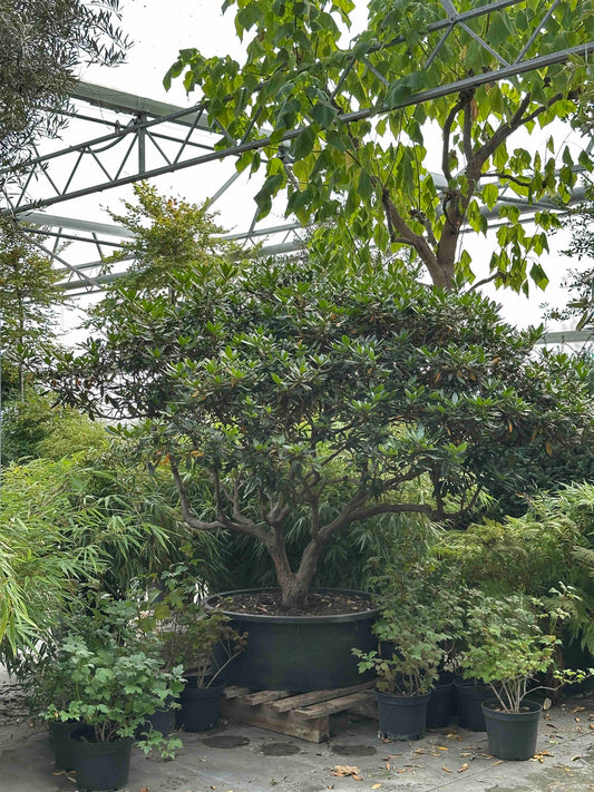 Rhododendron ponticum