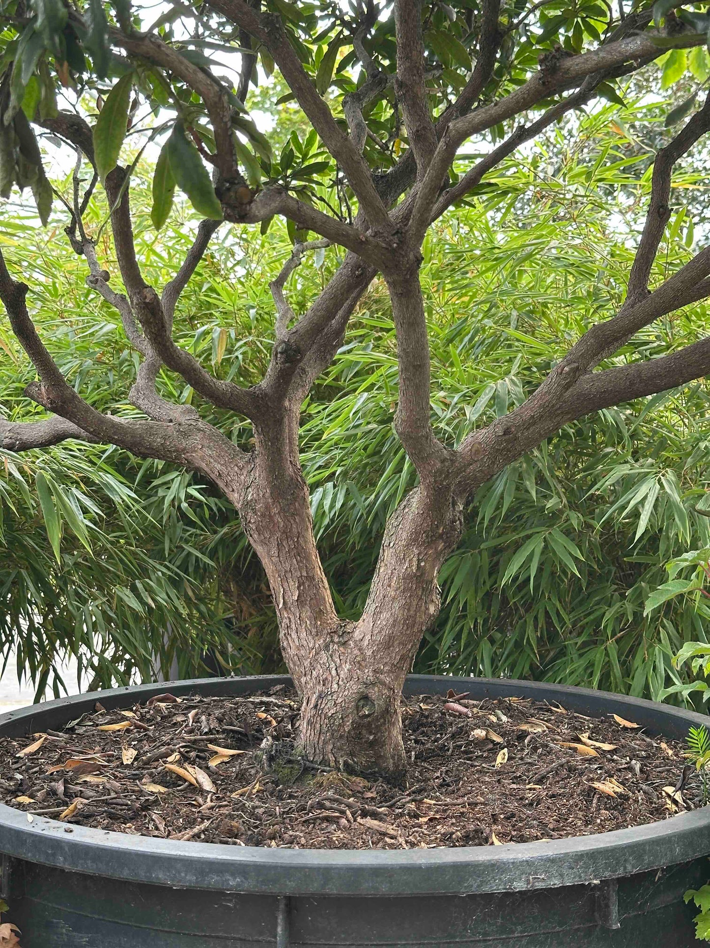 Rhododendron ponticum