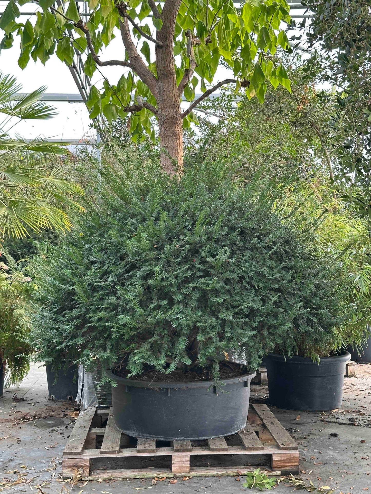 Taxus baccata