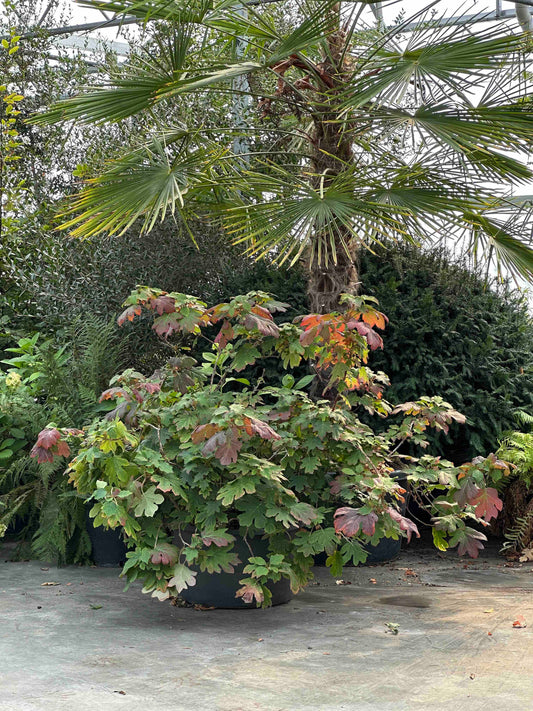 Hydrangea quercifolia