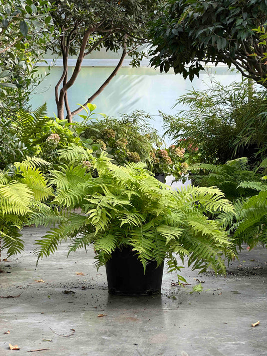 Matteuccia struthiopteris