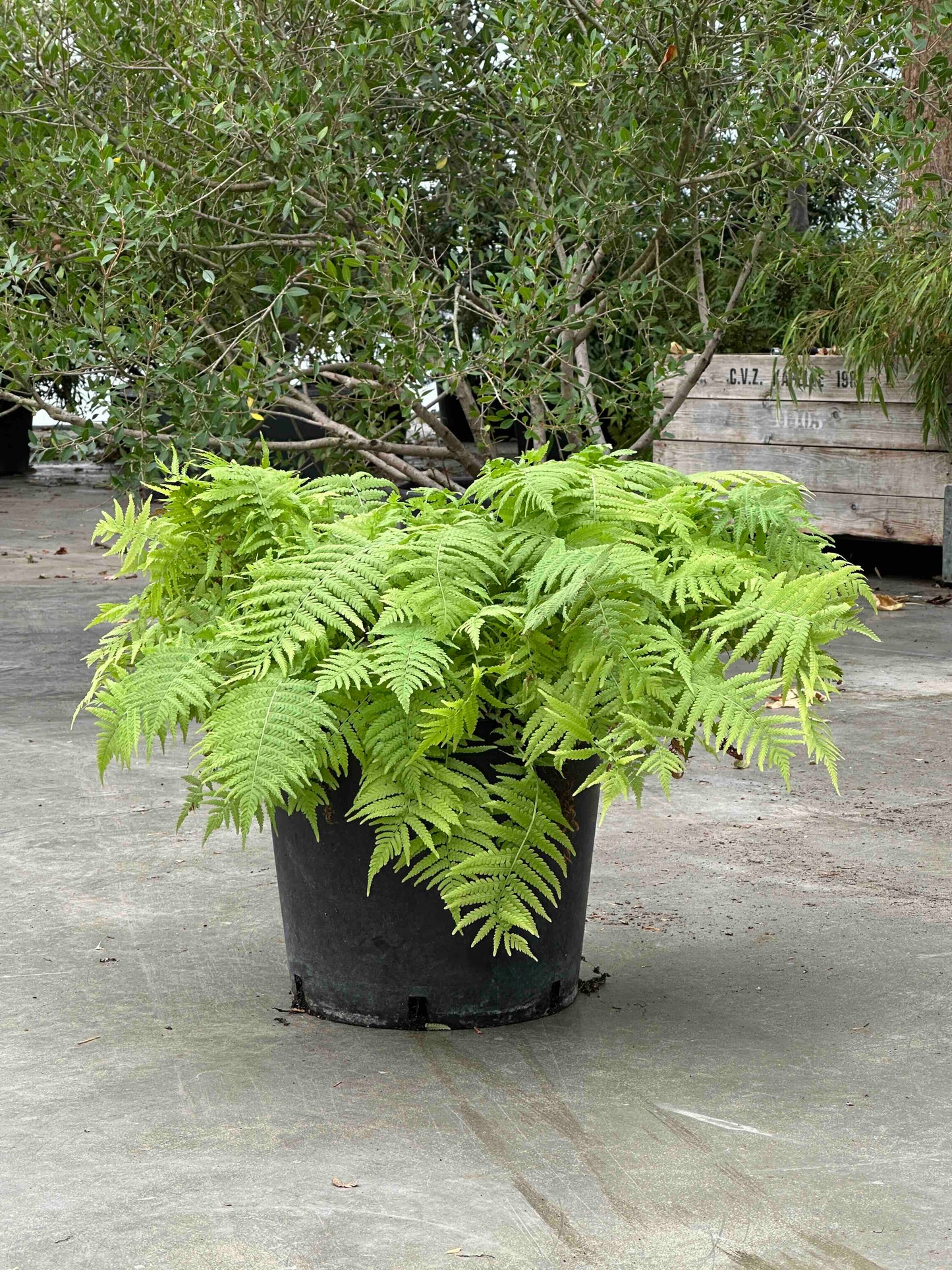 Matteuccia struthiopteris