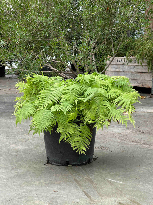 Matteuccia struthiopteris