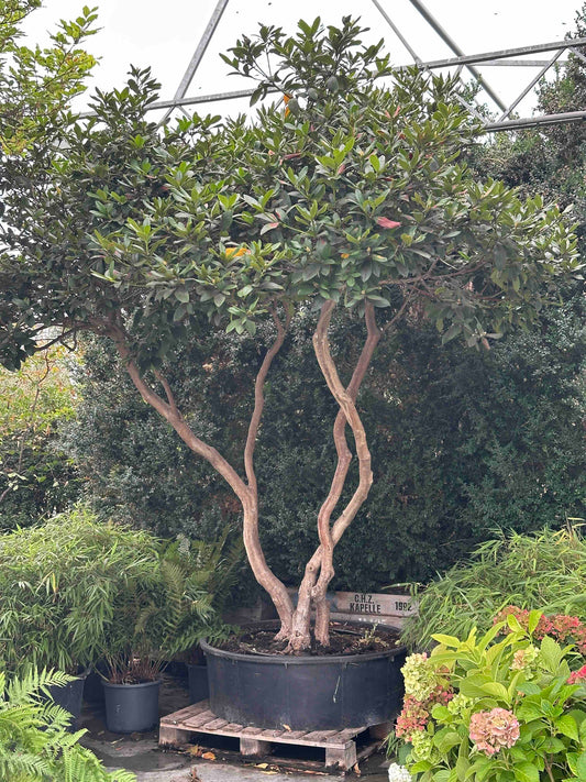 Rhododendron 'cunningham's white'