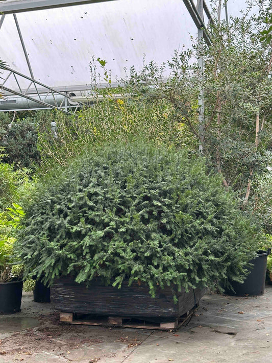Taxus baccata