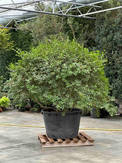 OB TOPIARY #002