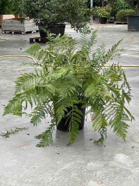 Athyrium filix femina