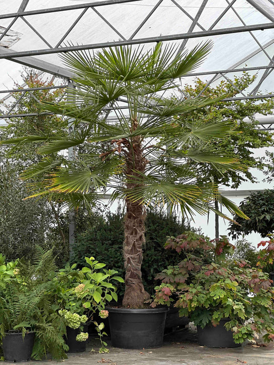 Trachycarpus fortunei