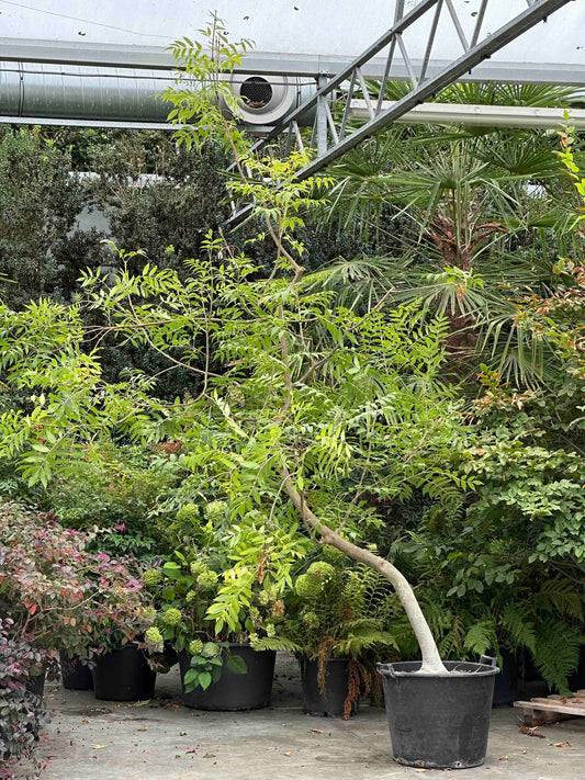 FE TREE #001