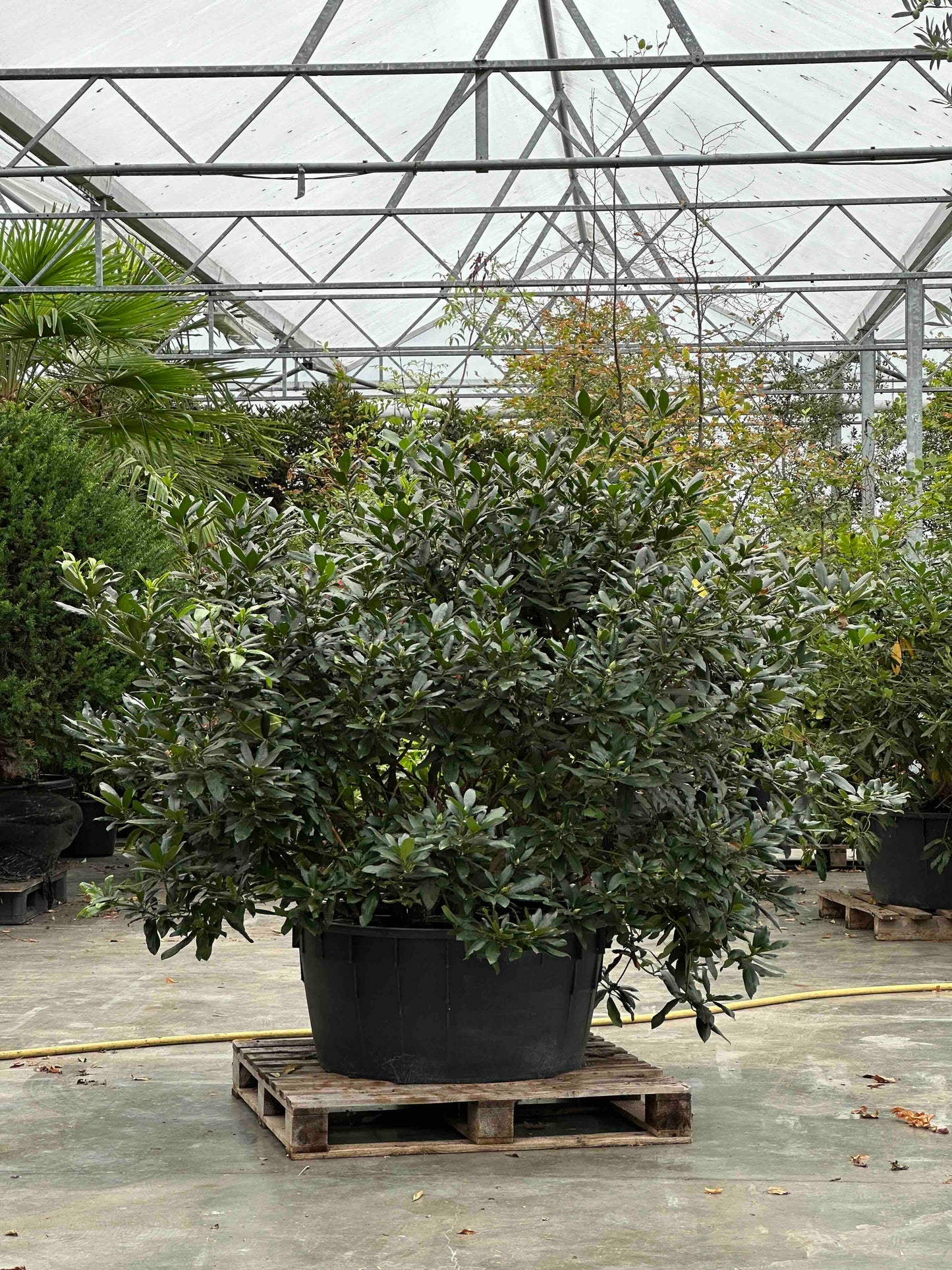 Rhododendron ponticum