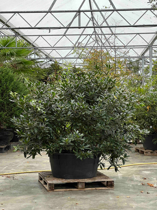 Rhododendron ponticum