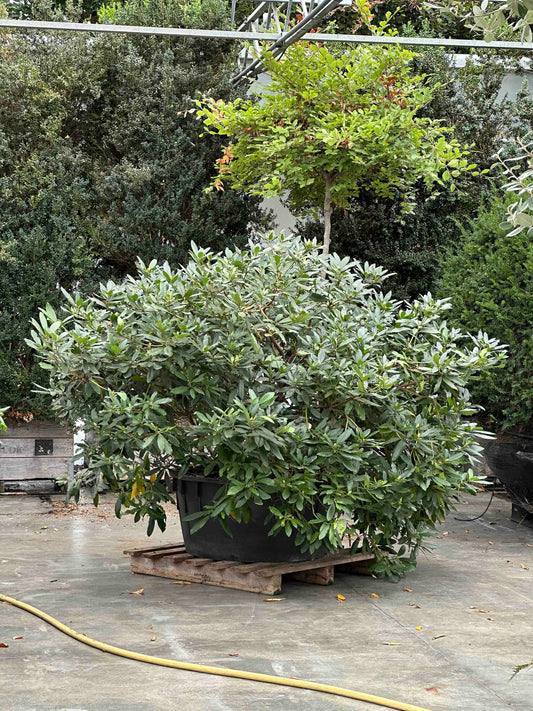 Rhododendron ponticum