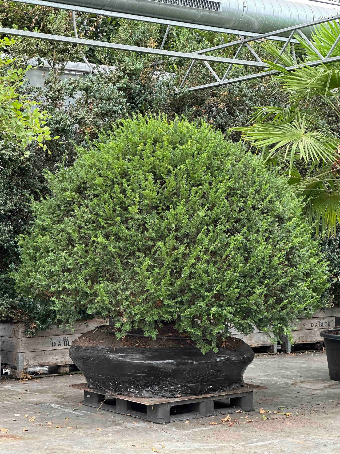 Taxus baccata