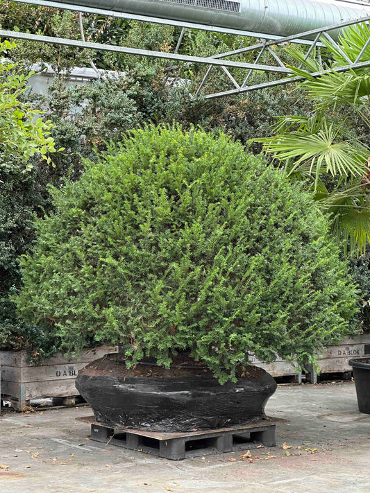 Taxus baccata