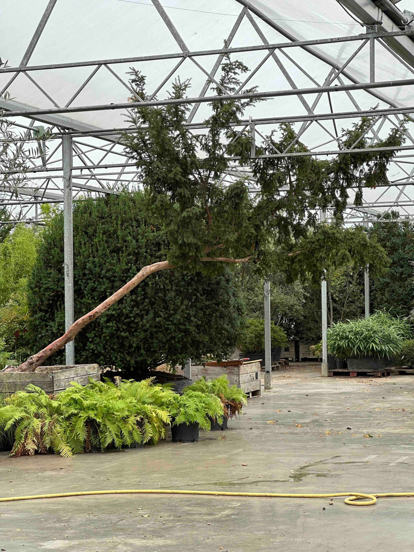 Taxus baccata