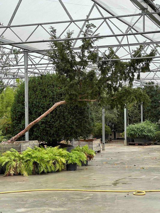 Taxus baccata
